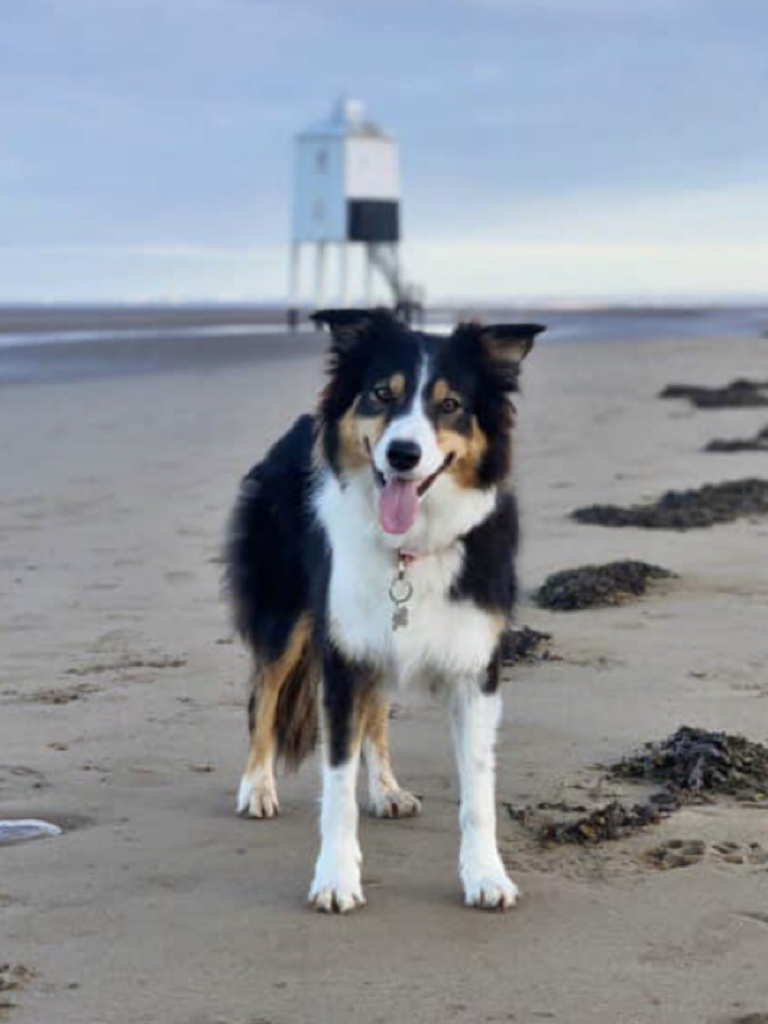 Burnham Beach Buddy
By Paul Cadwallender