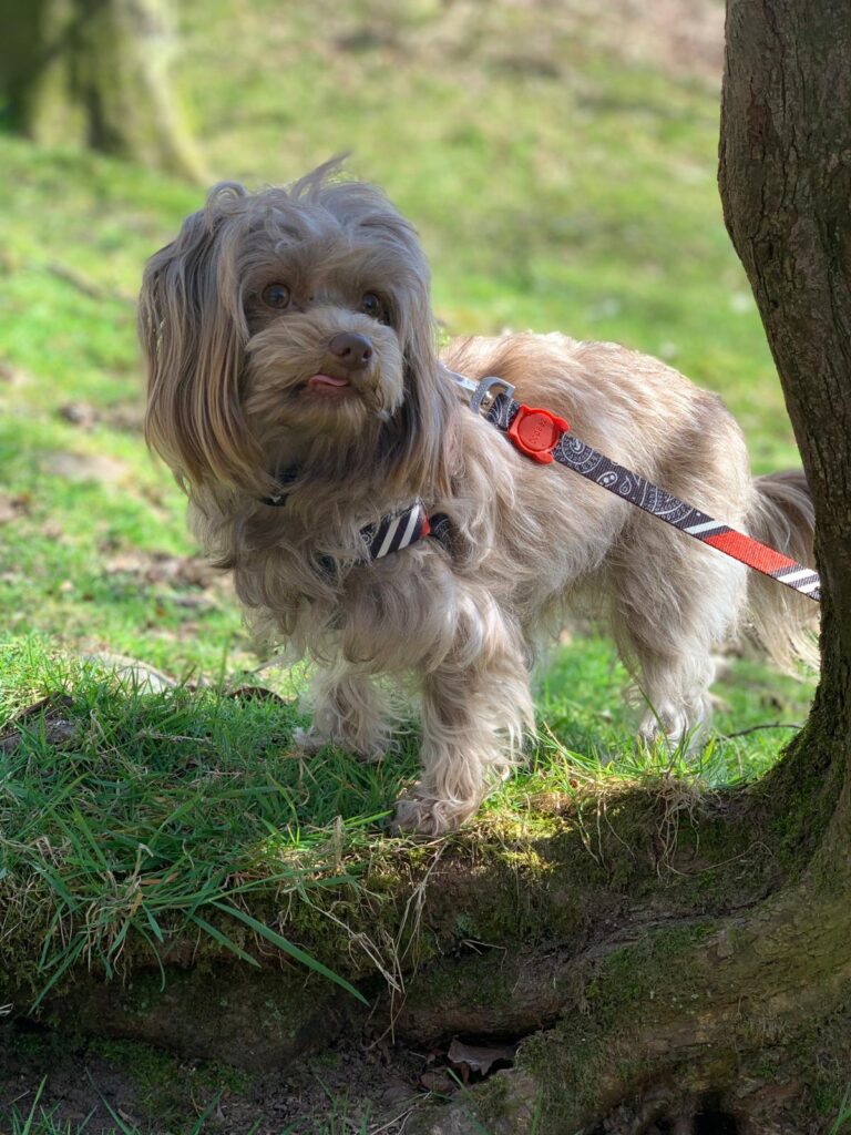 Walkies By Rebecca Potter