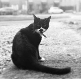 You looking at me? by Suzanne Duddridge