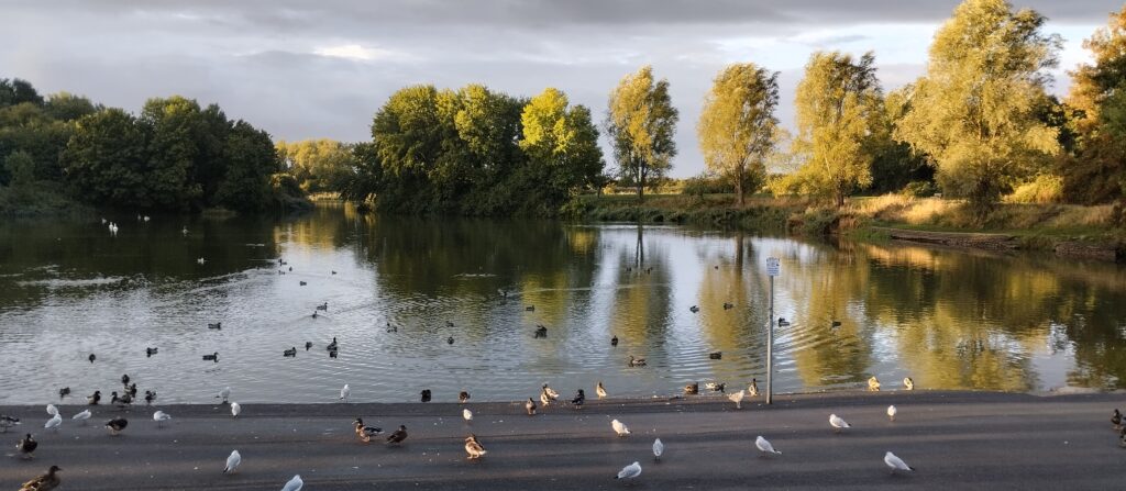 Picture of ducks at Apex Park in Highbridge