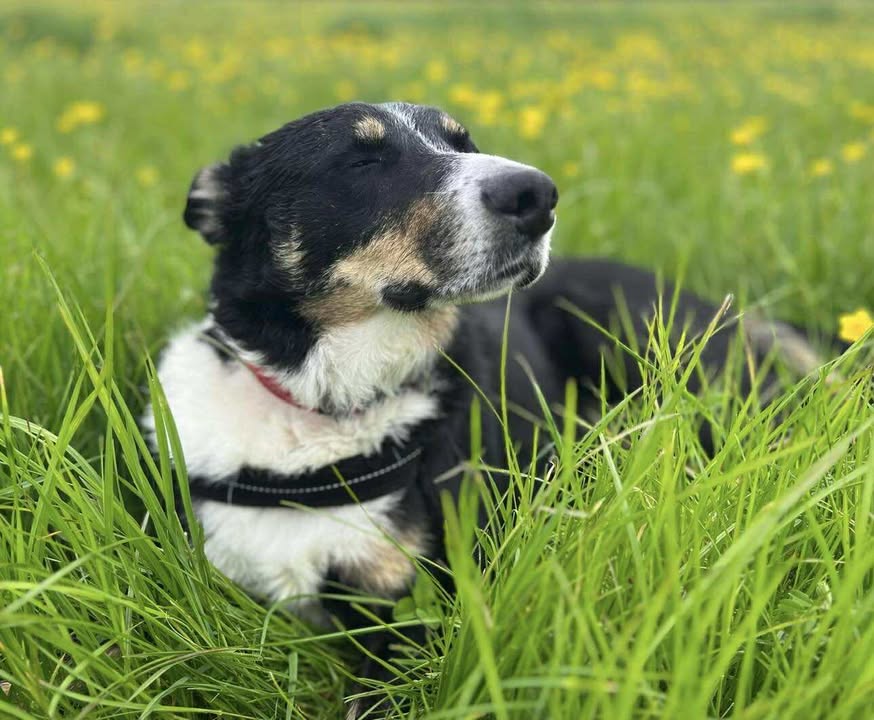 Picture of a dog in long green grass