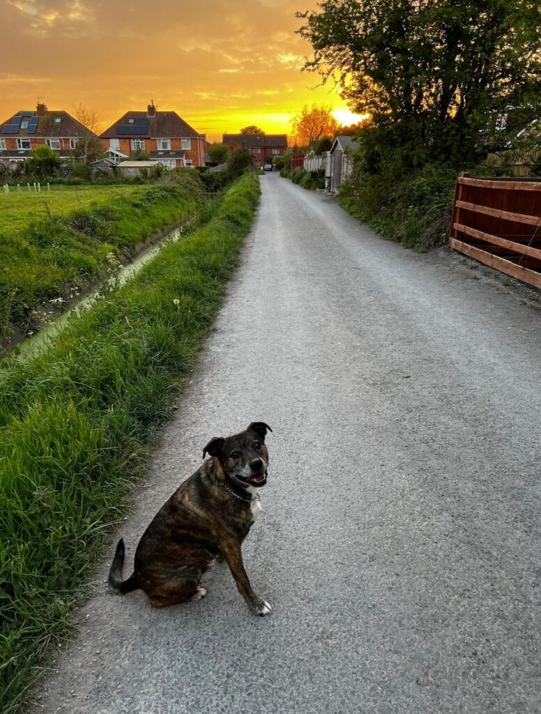 Dog sat on the floor with a nice sunset in the background.